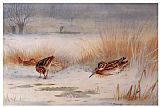 Snipe by Archibald Thorburn